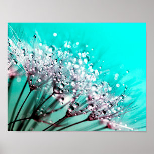Macro Dandelion Seeds Water Drops Photo Poster