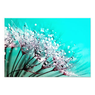 Macro Dandelion Semences d'eau gouttes photo
