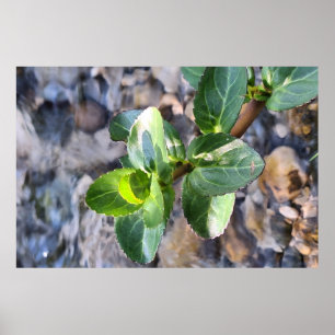 Macro des feuilles vertes – Impression de photogra