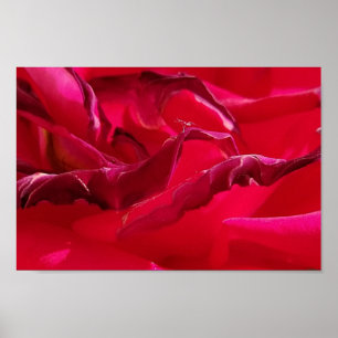 Macro Dying Red Rose Poster