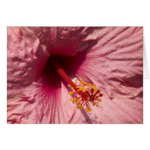 Macro fleur rose de ketmie