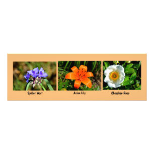 Macro flowers Photo Enlargement Print