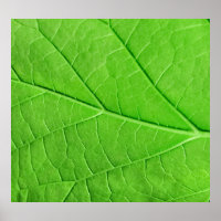 Macro Green Leaf: Ecology Plant