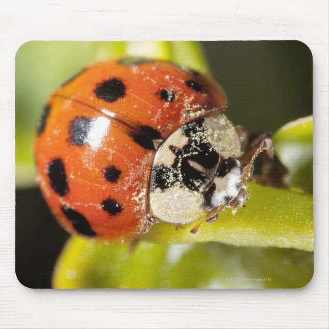 Macro; Horizontal; Colour; Colour; Nobody 2 Mouse Pad (Front)