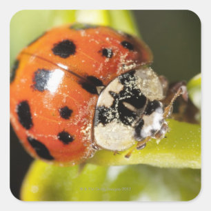 Macro; Horizontal; Colour; Colour; Nobody 2 Square Sticker