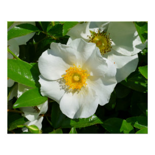 Macro image of a Cherokee Rose Poster