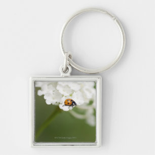 Macro image of a Ladybird on a wild flower Keychain