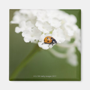 Macro image of a Ladybird on a wild flower Magnet