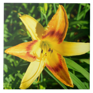 Macro image of a lily flower tile