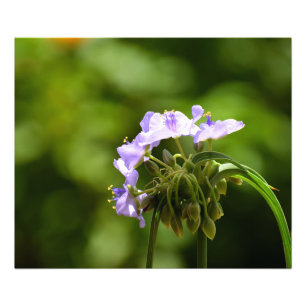 Macro image showing spiderwort flower photo print