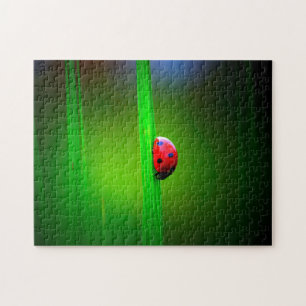 Macro Ladybug couleur, puzzle