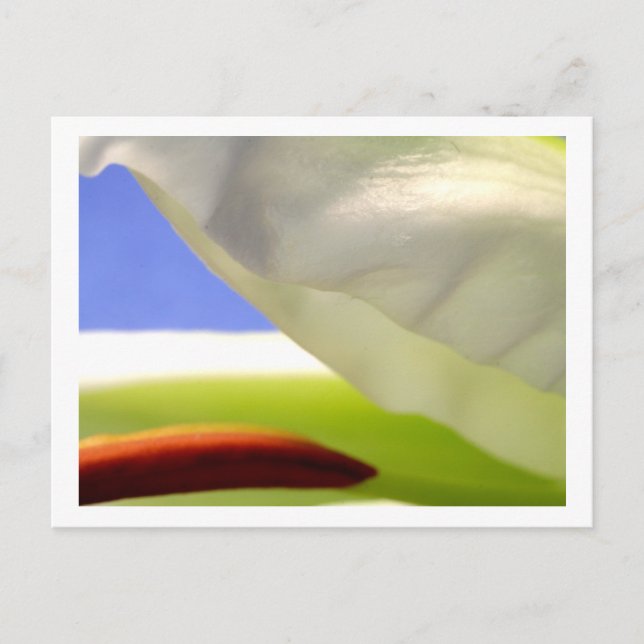 Macro Lily II Postcard (Front)