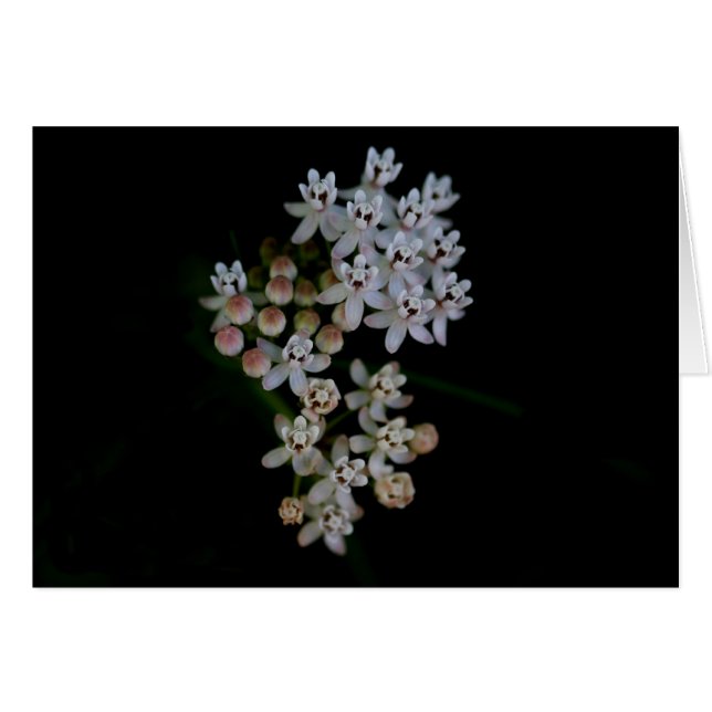 Macro Milkweed (Front Horizontal)