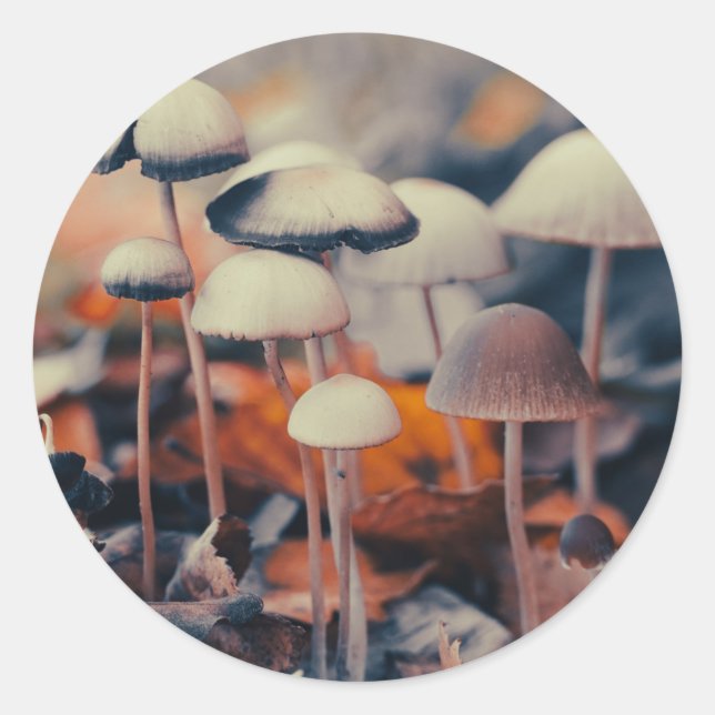 Macro Mushrooms Classic Round Sticker (Front)