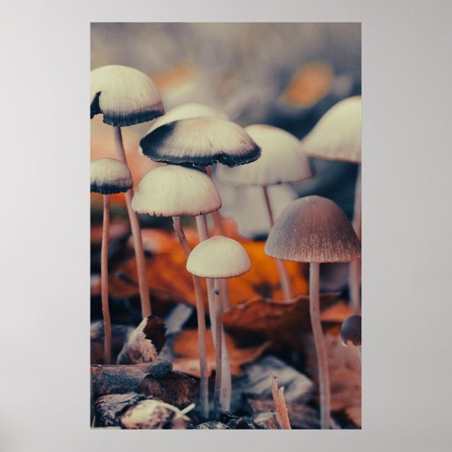 Macro Mushrooms Poster (Front)
