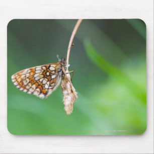 Macro of a butterfly- Boloria euphrosyne on Mouse Pad