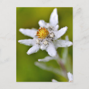 Macro of edelweiss flower postcard