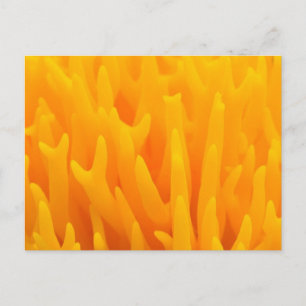 Macro Of Mushroom Postcard