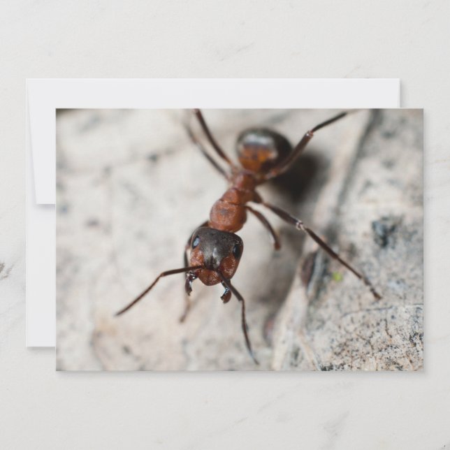 Macro of red ant (Front)