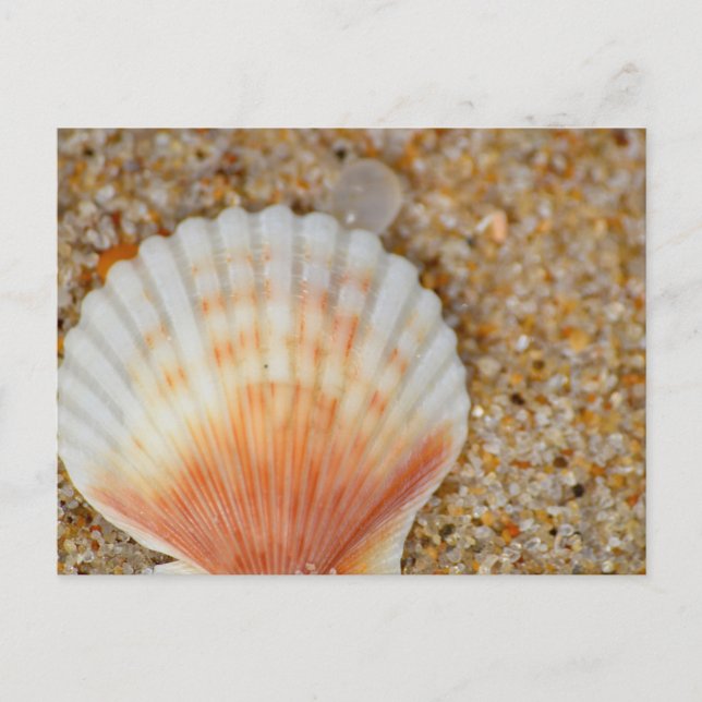 Macro of Scallop Sea Shell in the Sand on Beach Postcard (Front)
