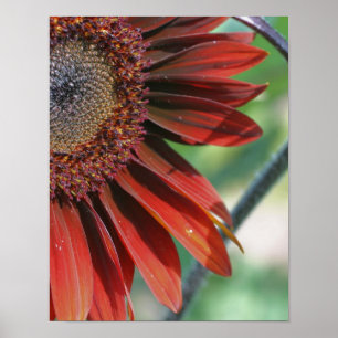 Macro Orange Sunflower Floral Poster
