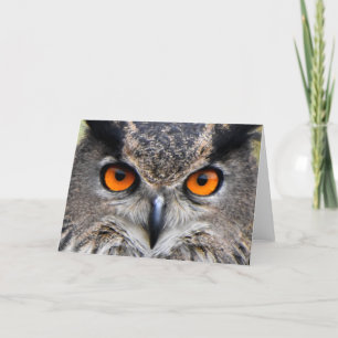 Macro Owl Photograph Card