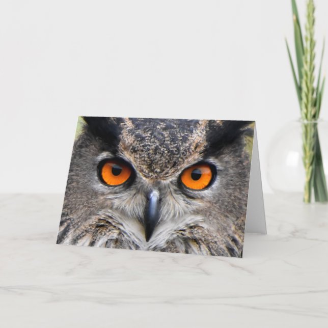 Macro Owl Photograph Card (Front)