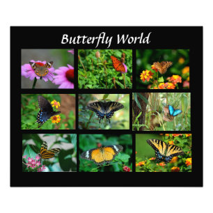 Macro papillons - élargissement de la photo
