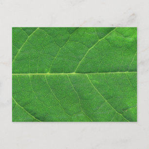 Macro Photo Leaf Postcard