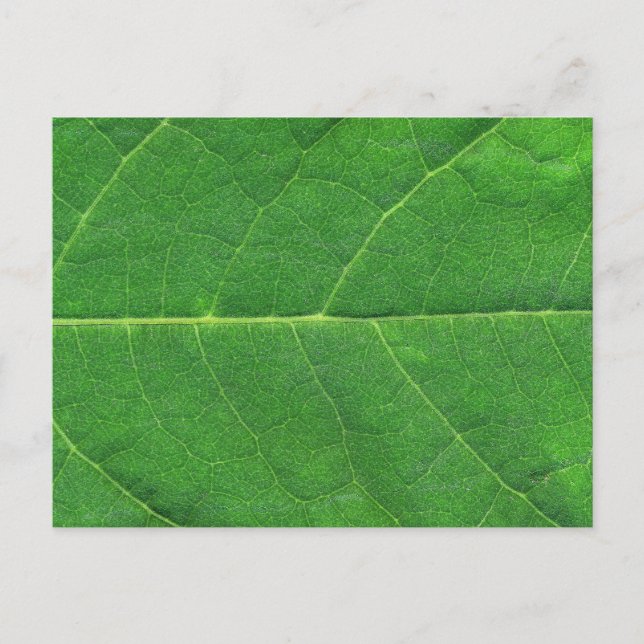 Macro Photo Leaf Postcard (Front)