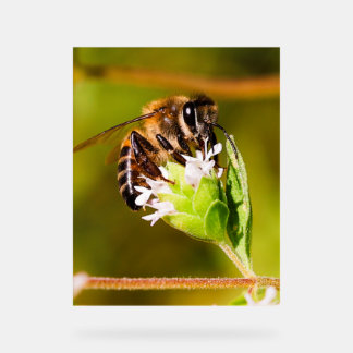 Macro photo of a honeybee acrylic sign