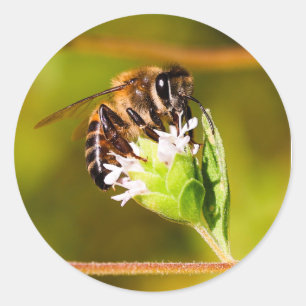 Macro photo of a honeybee classic round sticker