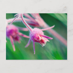 Macro photo of prairie flowers in Montana Postcard