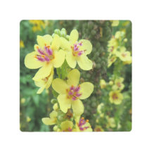 macro photo - yellow & purple flower - 