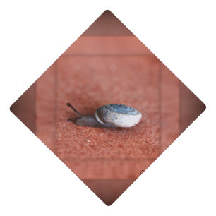 Macro Photograph of Snail on Terracotta Graduation Cap Topper