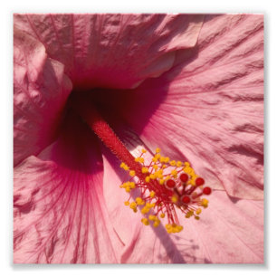 Macro Pink Hibiscus Flower Photo Print
