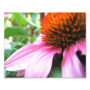 Macro Purple Coneflower Echinacea Close-Up Floral Photo Print
