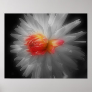 Macro Red Dahlia BW Partial Colour Flower Poster