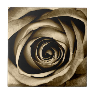 Macro Rose Tile