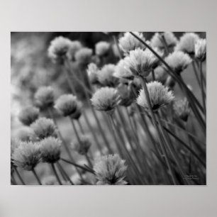 Macro Scallions Floral Black White Print