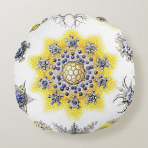 Macro Sea Creatures ~ Amoeba Cushions