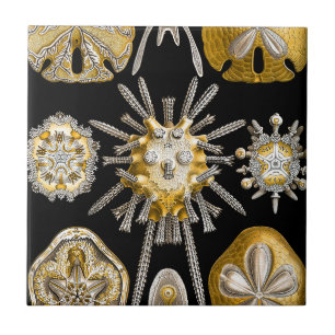 Macro Sea Creatures Ceramics ~ Sea Urchins Tile