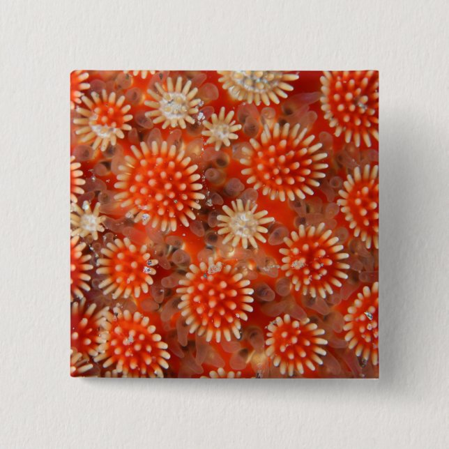 Macro Sea Star 2 Inch Square Button (Front)