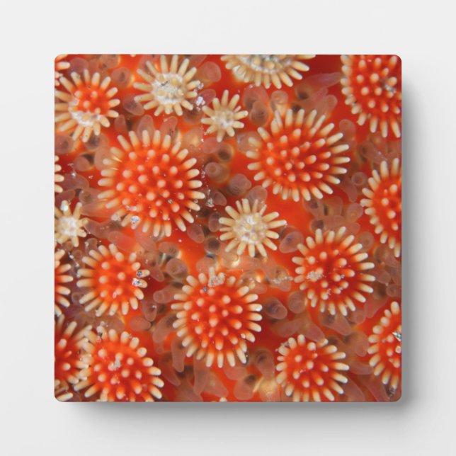Macro Sea Star Plaque (Front)