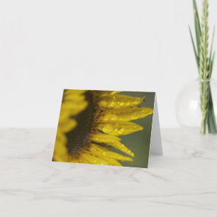 Macro Sunflower Card