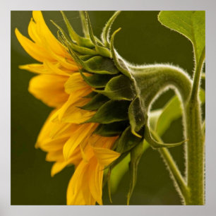 Macro yellow sunflower poster