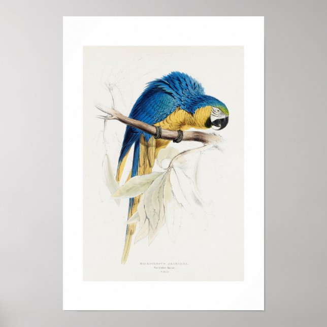 Macrocercus Ararauna Parrot Poster (Front)
