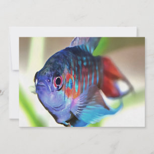 Macropodus Opercularis Aquarium Fish