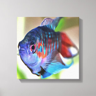 Macropodus Opercularis Aquarium Fish Canvas Print