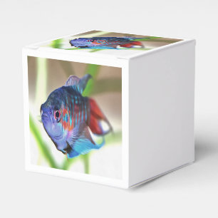 Macropodus Opercularis Aquarium Fish Favor Box